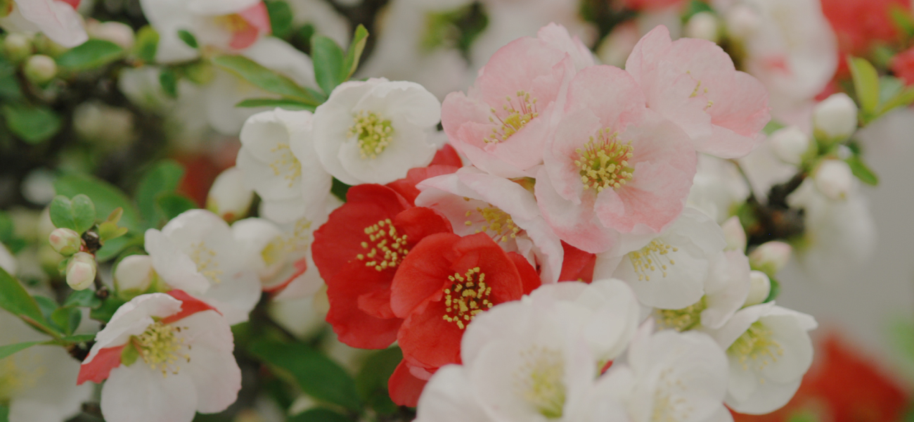 メインビジュアル07